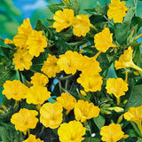 Four O'clock Golden/Yellow, Seeds , Flower Seeds, Beautifully Colored Blooms - Country Creek LLC
