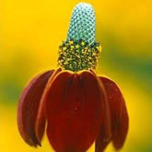 Mexican Hat, Red Mexican Hat Flower Seed - Country Creek LLC