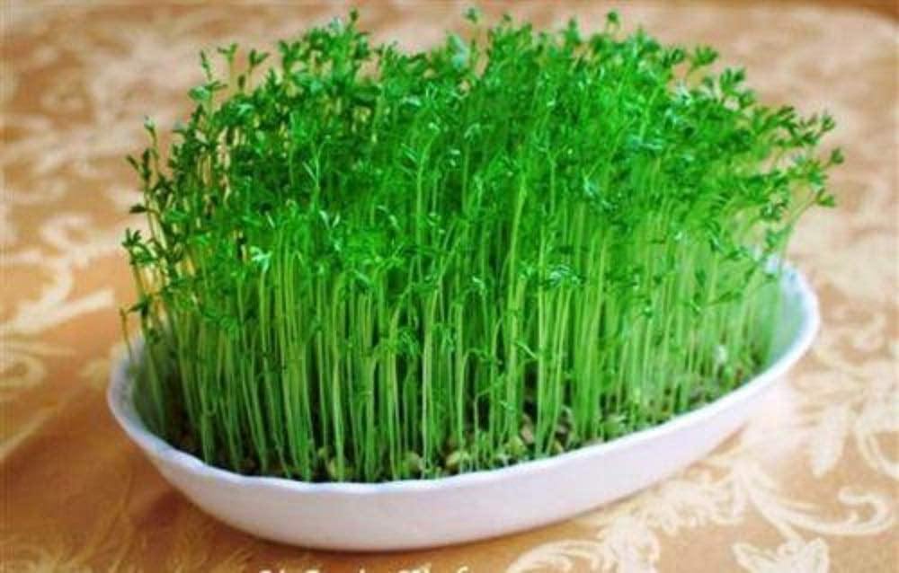 lentil seed plant CHRISTMAS LENTILS SEEDS FOR SPROUTING, COUNTRY CREEK LLC BRAND,MICROGR – Country Creek LLC
