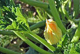 Squash Seed,golden Zucchini Squash, Heirloom, Organic, 500 Seeds, Non Gmo - Country Creek LLC