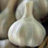 GARLIC BULB , WHOLE GARLIC BULBS SOLD BY THE OUNCE/POUND FRESH CALIFORNIA SOFTNECK GARLIC BULB FOR EATING AND PLANTING /GROWING YOUR OWN GARLIC, COUNTRY CREEK BRAND - Country Creek LLC