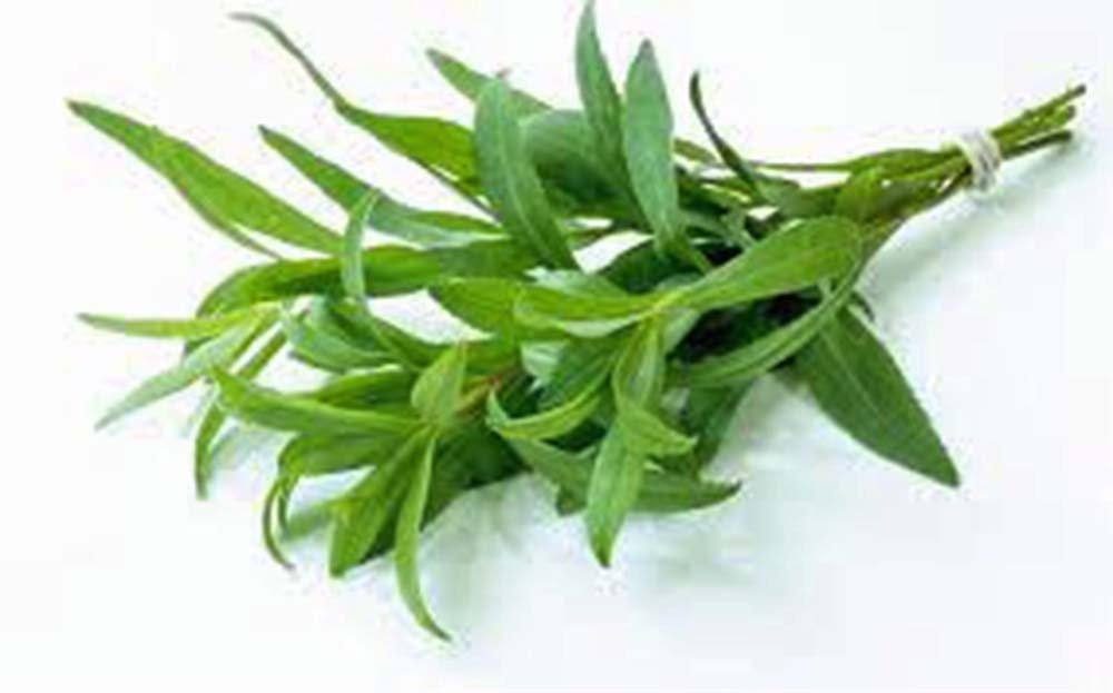 TARRAGON SEEDS, HERB SEED, HEIRLOOM, SEEDS, HEALTHY AND TASTY HERB