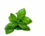 Basil Seeds , Italian Large Leaf, Heirloom, Organic , NON GMO Seeds, Great For Fresh/ Dried Herb - Country Creek LLC