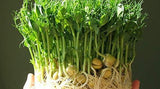 GREEN WITH ENVY MIX SEEDS FOR SPROUTING, COUNTRY CREEK LLC BRAND, MICROGREENS, ORGANIC, NON-GMO - Country Creek LLC