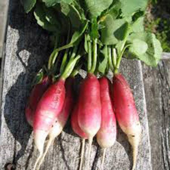 RADISH SEEDS , FRENCH BREAKFAST , HEIRLOOM, ORGANIC NON-GMO  SEEDS, TASTY LONG SALAD RADISH - Country Creek LLC