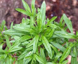 SAVORY, SUMMER, HEIRLOOM, ORGANIC SEEDS, DELICIOUS HERB SIMILAR TO MARJAROM - Country Creek LLC