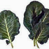 COLLARD GREENS, VATES, HEIRLOOM, ORGANIC NON GMO SEEDS, GREAT FOR SALADS, COOKING - Country Creek LLC