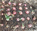 ONION SEEDS, RED BURGANDY, HEIRLOOM, ORGANIC NON-GMO SEEDS, RED SWEET, GREAT FOR COOKING - Country Creek LLC