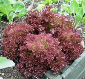 lolla rosa lettuce seeds LETTUCE, RED LEAF, LOLLA ROSA, HEIRLOOM SEEDS, CRISP, DARK LEAVES