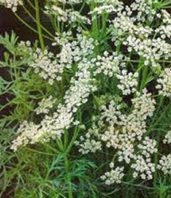 caraway seeds plant Caraway Herb 100 Seeds