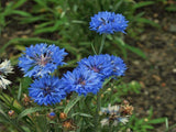 Bachelor Button Seeds, Tall Blue Seeds, Organic,  seeds, Beautiful Bright Blue colored Blooms. - Country Creek LLC