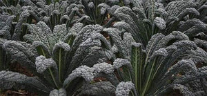 Black of Tuscany Kale Seeds, Non-GMO Garden Seeds by Country Creek Acres - Country Creek LLC