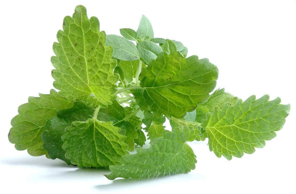 Lemon Balm Herb Seeds -  Non-GMO - a mild Lemon Aroma herb from The Mint Family, Used in teas and as Seasoning in Many Dishes. - Country Creek LLC - Country Creek LLC