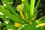 Squash Seed,golden Zucchini Squash, Heirloom, Organic, 500 Seeds, Non Gmo - Country Creek LLC