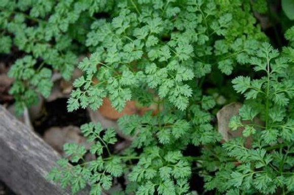 Winter Chervil Seeds - Non-GMO - A Delicate leaved herb That enhances The Flavors of Other Herbs. - Country Creek LLC - Country Creek LLC