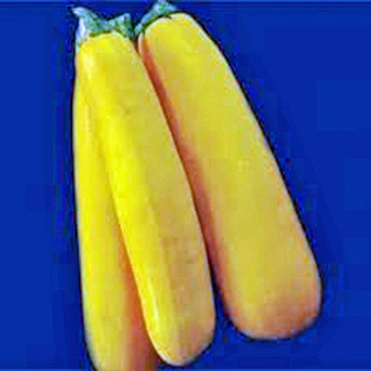 Squash Seed,golden Zucchini Squash, Heirloom, Organic, 500 Seeds, Non Gmo - Country Creek LLC