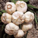 GARLIC BULBS , WHOLE FRESH CALIFORNIA SOFTNECK GARLIC BULB SOLD BY THE BULB.   GARLIC FOR PLANTING AND GROWING YOUR OWN GARLIC. THIS GARLIC IS ALSO FOR EATING . - Country Creek LLC