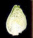 Cabbage Seed, Early Jersey Wakefield, Heirloom, Organic, NON GMO Seeds, Tasty Healthy Veggie - Country Creek LLC