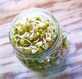 Megan's Sprouting Mix- Perfect Blend of Mung Bean, Alfalfa, Broccoli and Radish Sprouting Seeds, Non-GMO, Country Creek LLC - Country Creek LLC