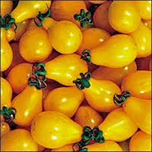 TOMATO,YELLOW PEAR TOMATO SEED, HEIRLOOM, ORGANIC, NON-GMO, 100 SEEDS, TASTY, GREAT FOR SALADS - Country Creek LLC