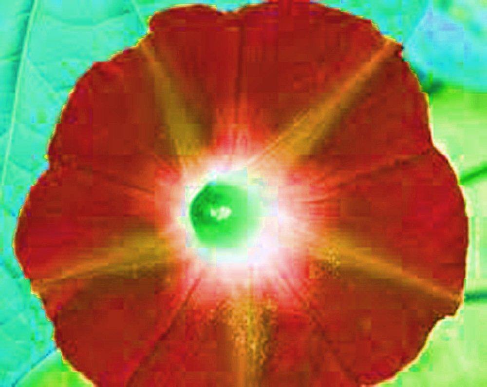 morning glory scarlett o'hara seeds Scarlet O' Hara Morning Glory Seeds Beautiful Season Long Blooms – Country Creek LLC