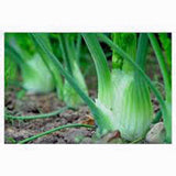 Fennel Seed, Florence Fennel, Heirloom, Organic, NON-GMO SEEDS - Country Creek LLC