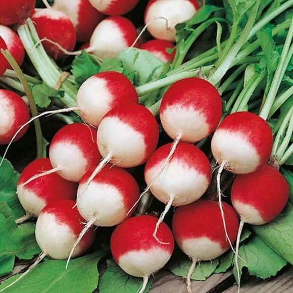 Sparkler White Tip Radish Seed, Home garden, Sprouting Seeds - Country Creek LLC