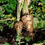 Parsnip, Hollow Crown Seeds, Organic, NON GMO Seeds ,Sweet white flesh has good flavor and keeps well over winter. - Country Creek LLC