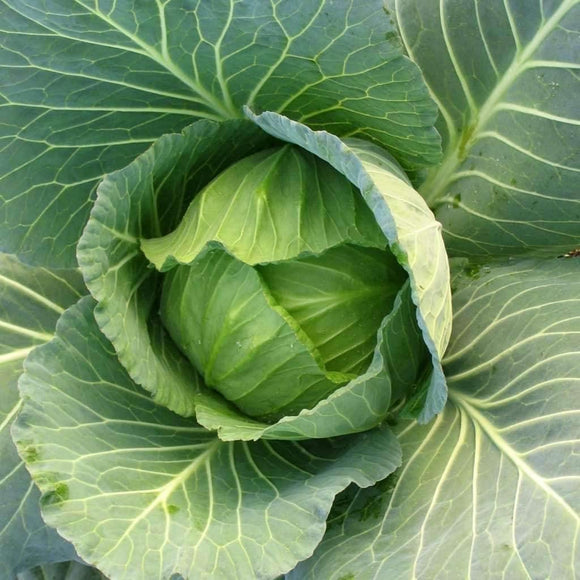 19 Cabbage Cabbage Seeds – Country Creek LLC