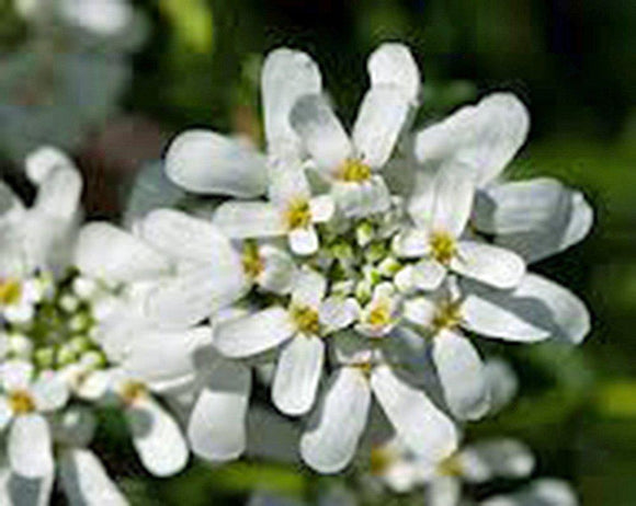 Candytuft, Tall Mix Seeds, 100 seeds,beautiful Pink, Lavender, White Flowers - Country Creek LLC