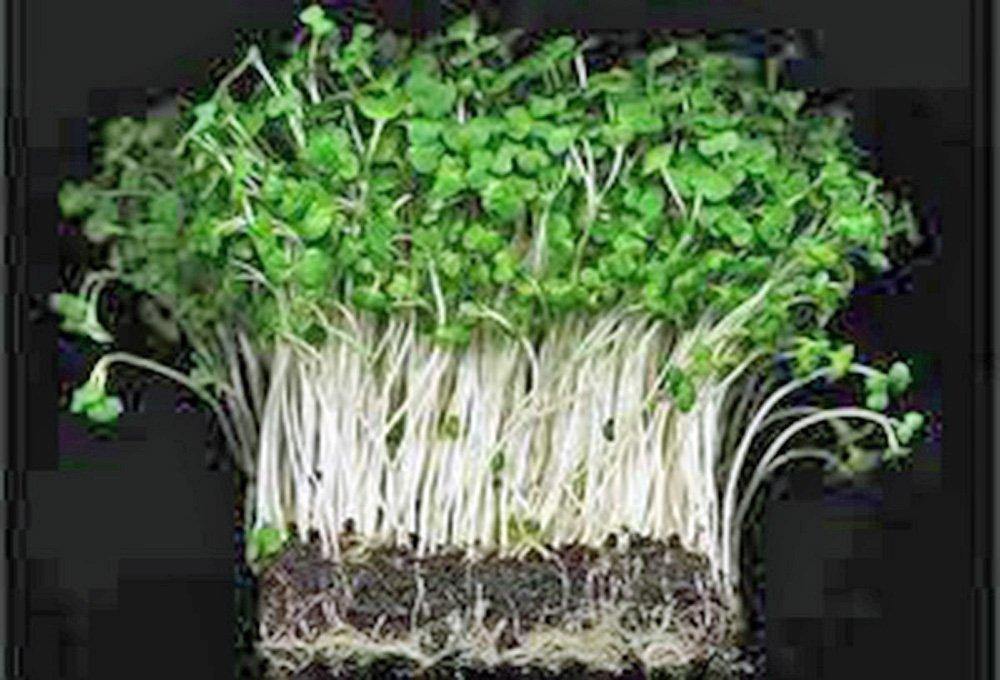 Curled Cress Seeds - Organic & Non Gmo Cress Seeds - Heirloom Seeds –  Microgreen Seeds - Grow Your Own Fresh Cress Microgreens At Home