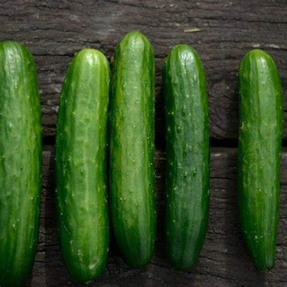 Poinsett 76 Cucumber Seeds  - Non-GMO - Fantastic raw in Salads or in Cool and Tangy Condiments. - Country Creek LLC - Country Creek LLC