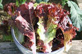 Lettuce Seed, Leaf Lettuce, Prizehead, Heirloom, NON-GMO Seeds - Country Creek LLC