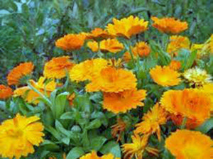 Calendula Seeds Organic Newly Harvested, Beautiful Vivid Golden Blooms - Country Creek LLC
