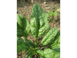 Spinach Seeds , Bloomsdale Long Standing Spinach seeds, Heirloom, Organic, NON GMO Seeds, - Country Creek LLC