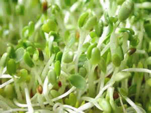 Sprouting Alfalfa Seeds ORGANIC (per 100g Sprouting Alfalfa Seeds ORGANIC (per 100g