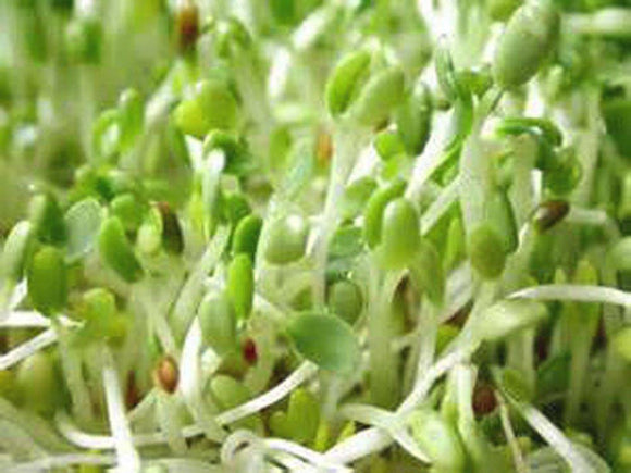 Organic Alfalfa Sprouting Seed, NON GMO, High Sprout Germination- Edible Seeds, Gardening, Hydroponics, Growing Salad Sprouts, Planting, Food Storage & More - Country Creek LLC