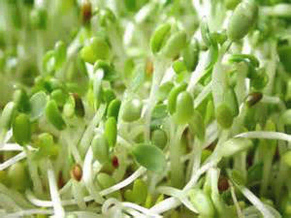 sprouting seeds for planting Organic Alfalfa Mix Sprouting Seeds