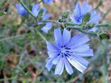 Bluest Blue Chicory Seeds Organic, Beautiful Blue Cut Flower - Country Creek LLC