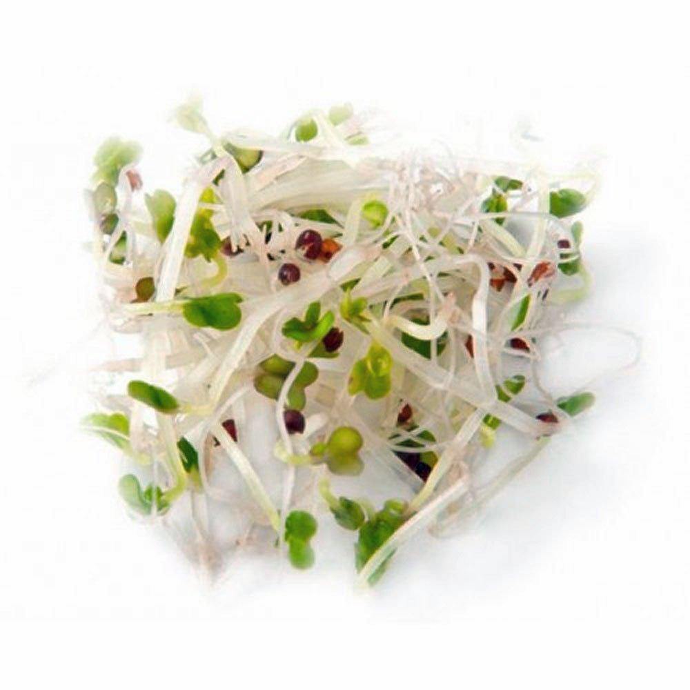 BROCCOLI- Organic, Non-GMO Seeds For Sprouting Sprouts Microgreens Country Creek LLC. Brand. - Country Creek LLC