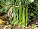 Celery Seed, Tendercrisp, NON GMO Seeds, Heirloom, Organic, Great for Gardening - Country Creek LLC
