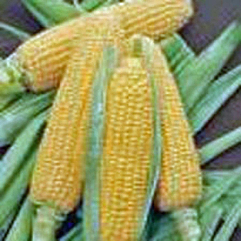 non gmo corn seeds for planting Corn Seed Garden Collection, Non GMO, Heirloom Seeds, 6 Top Varieties –  Country Creek LLC
