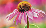 Purple Coneflowers 100+ Seeds Organic, Beautiful Purple Blooms - Country Creek LLC