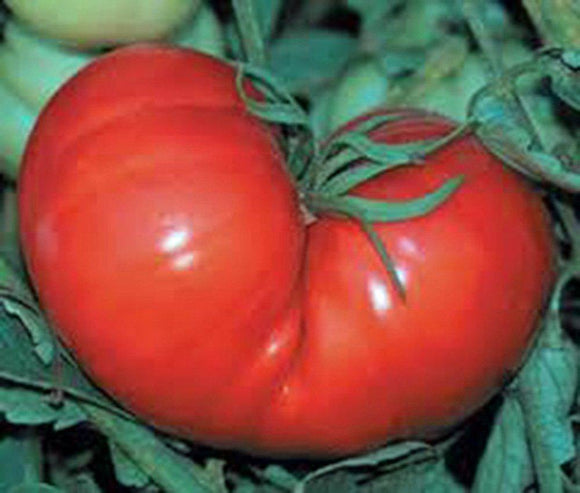 Red Brandywine Tomato Seeds
