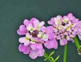 Candytuft, Tall Mix Seeds, 100 seeds,beautiful Pink, Lavender, White Flowers - Country Creek LLC