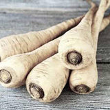 Parsnip, Hollow Crown Seeds, Organic, NON GMO Seeds ,Sweet white flesh has good flavor and keeps well over winter. - Country Creek LLC