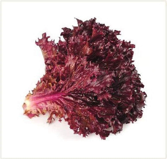 Ruby Red Lettuce Seeds - Non-GMO - A deep red Variety That is Excellent for garnishes and adds Beautiful Color to Salads. - Country Creek LLC - Country Creek LLC