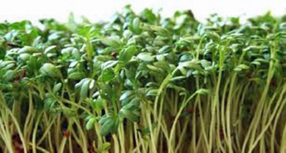 Cress Wrinkled Crinkled Seeds Heirloom Seeds Microgreens 