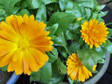 Calendula Seeds Organic Newly Harvested, Beautiful Vivid Golden Blooms - Country Creek LLC