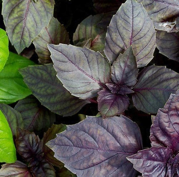 Red Rubin Basil Seeds - 25 Count Seed Pack - Non-GMO- A Beautiful Reddish-Purple herb with a Delightful Aroma. - Country Creek LLC - Country Creek LLC